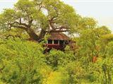 Elewana Collection - Tarangire Treetops