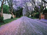 Jacaranda Place