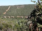 Matyholweni Rest Camp Addo Elephant National Park SANParks