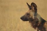 Safari Life Africa