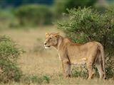 5 Night Great Wildlife Expedition (JHB tot DBN)