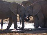 4 Day Kruger Experience Lodge-Treehouse