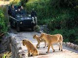 2 Night Safari Package at Skukuza Rest Camp Kruger National Park SANParks