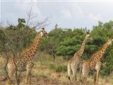 Greater Kruger and Panorama Safari