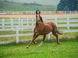 Equestrian Luxury Lodge Units