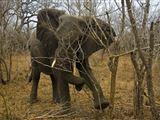 Camping Through Kruger Tour