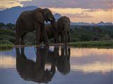 Jabulani Elephant Workshop - Hosted by Dr Johan Marais