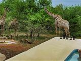 Giraffes Bush Villa