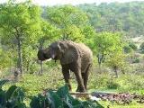 Leopard's View Wild Loge