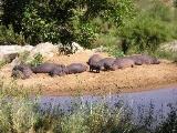 Hippo Pools Toevlucht Oord