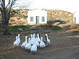 Damesfontein Guest Farm