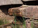 Duma Manzi Eco Lodge and Spa